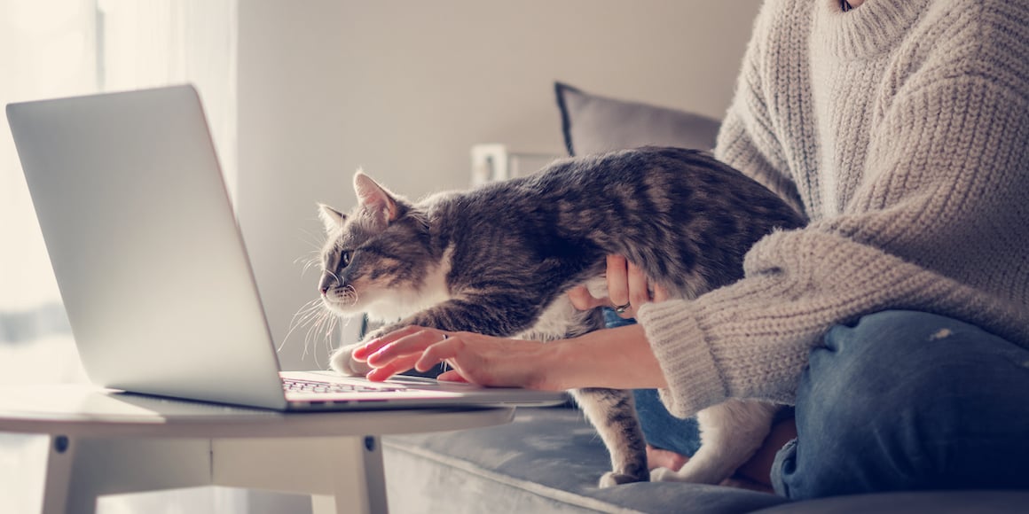 SmartBug Remote employee works on their laptop with a cat in their lap