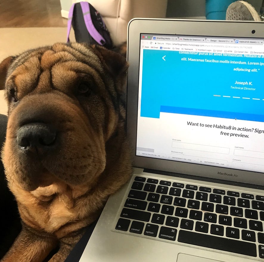 dog next to a laptop